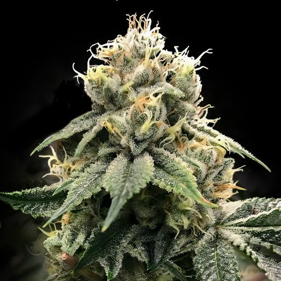 C.T.S Aka "Chocolate Truffle Shuffle" - 420GEEKS