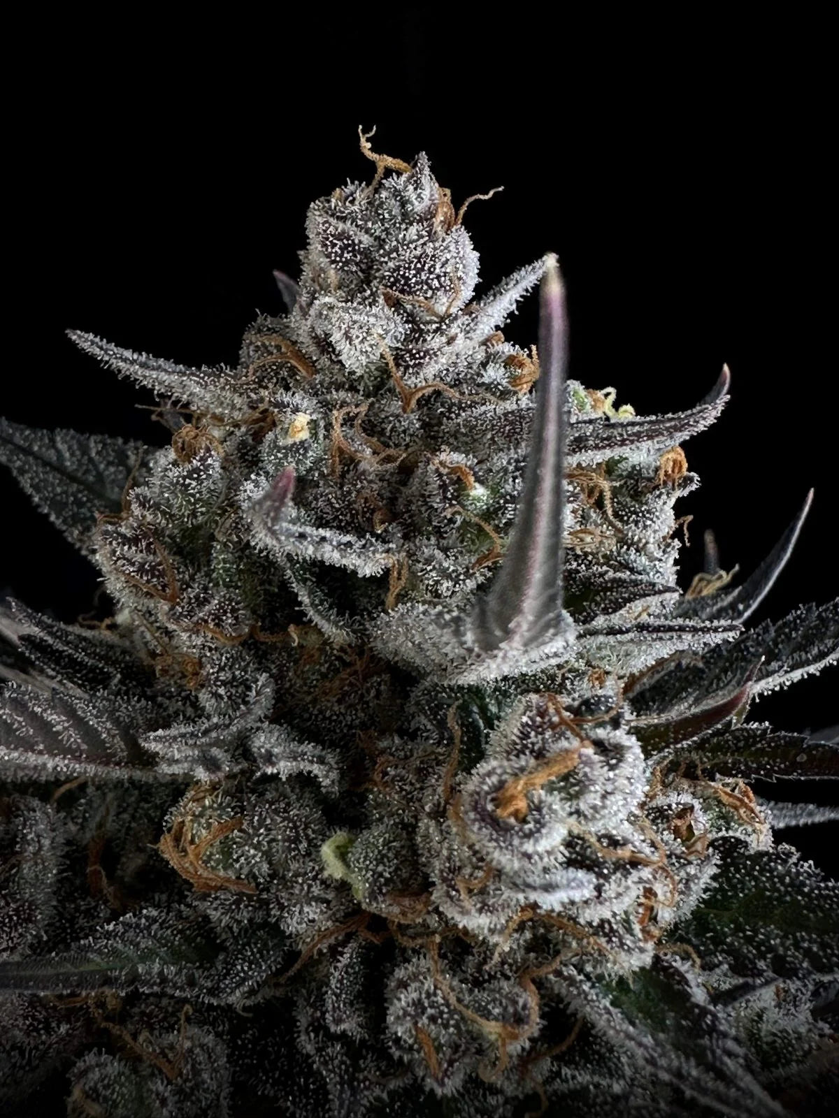 Pound Cake Auto - 420GEEKS