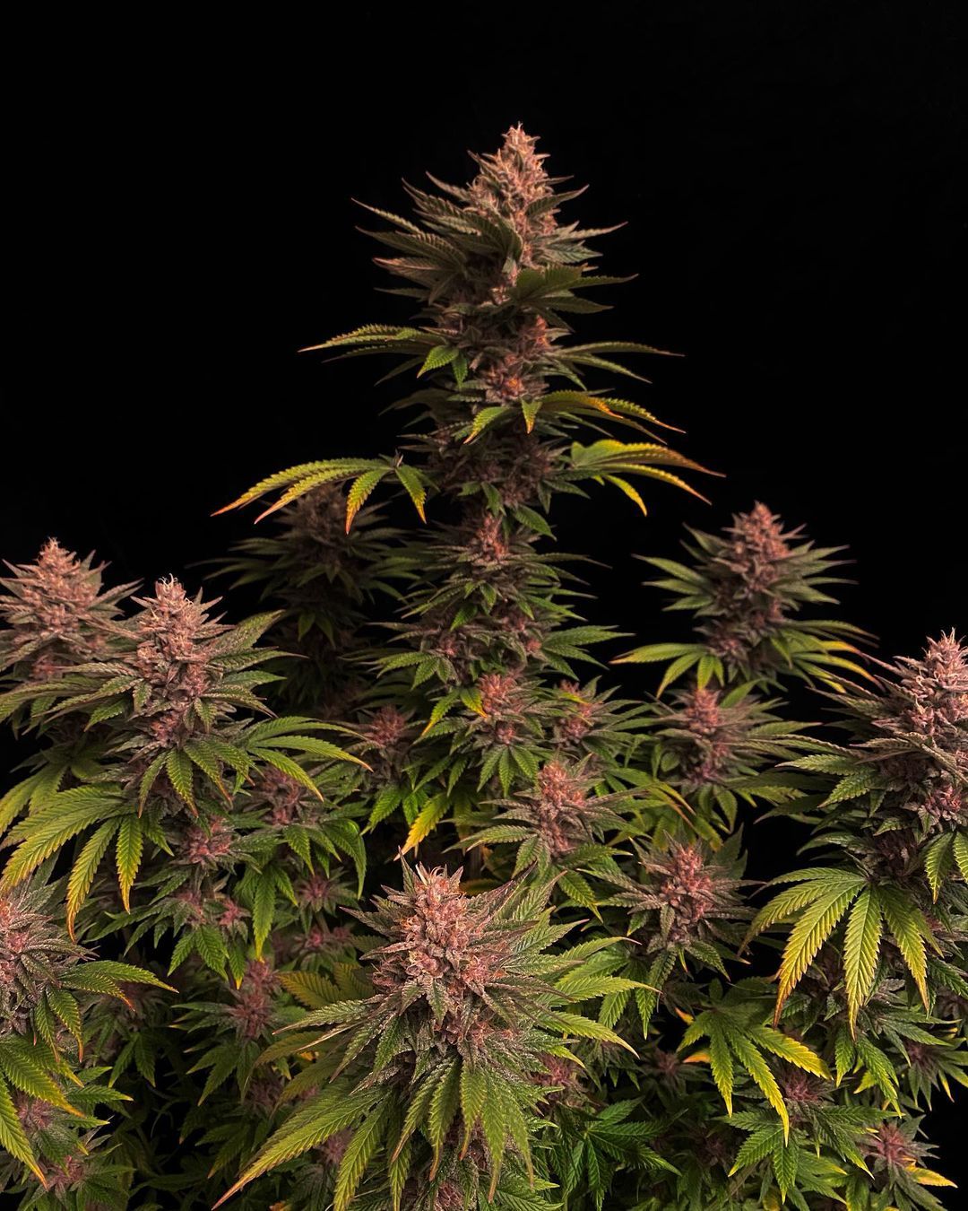 Purple Lemonade FF - 420GEEKS