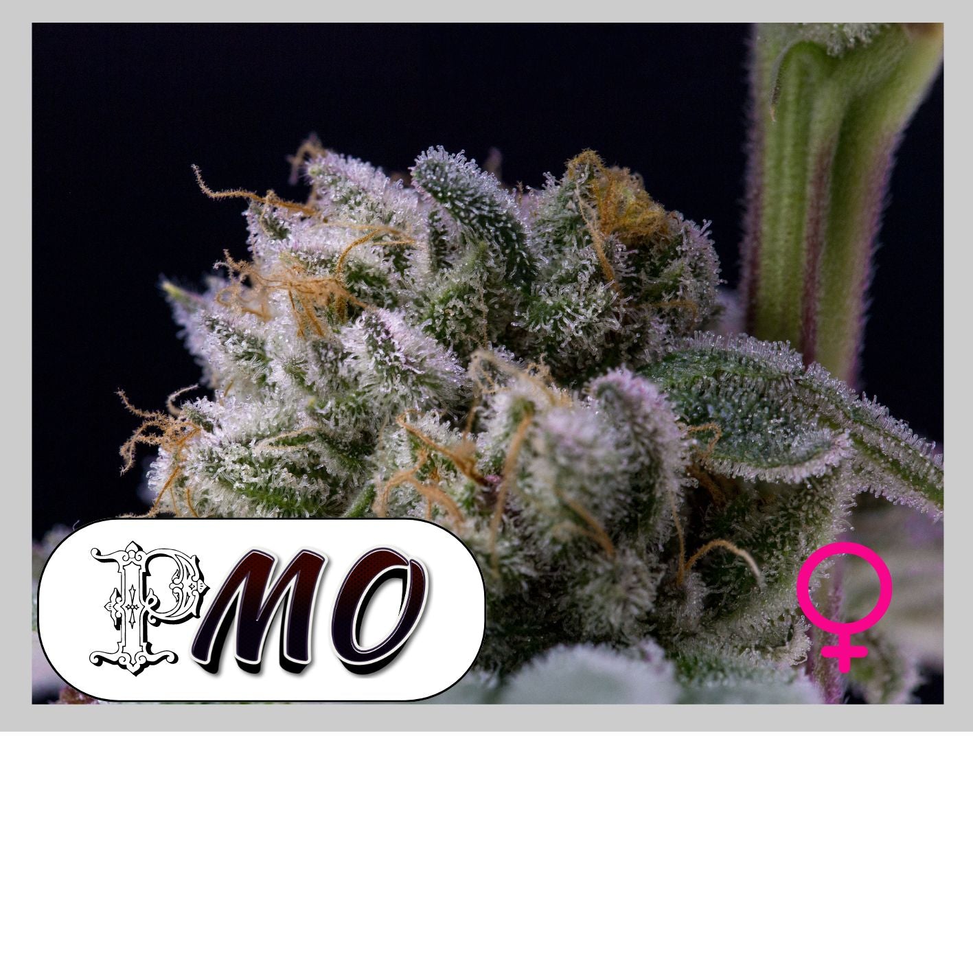PMO - 420GEEKS