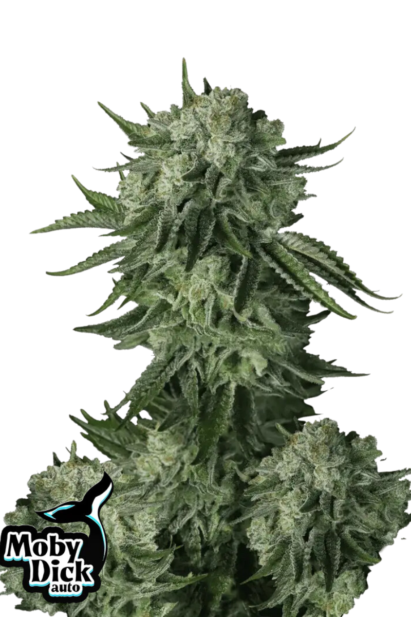 Original Moby Dick Auto - 420GEEKS