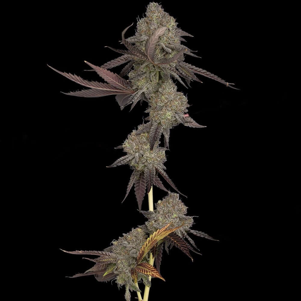Auto DNA Cake - 420GEEKS