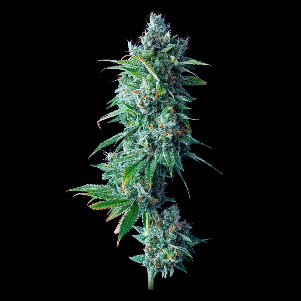 24K Gold - 420GEEKS