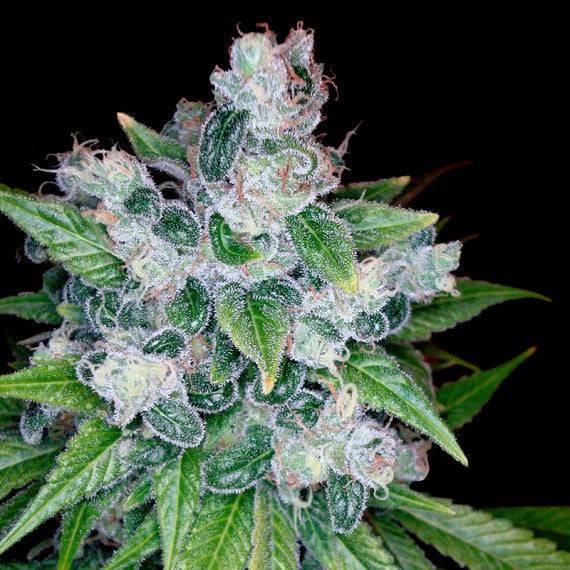 Kandy Kush - 420GEEKS