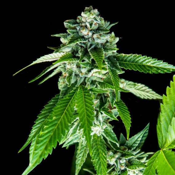Sorbet Dreams - 420GEEKS