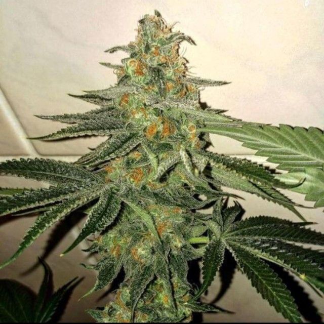 Forbidden Fruit Cake - 420GEEKS