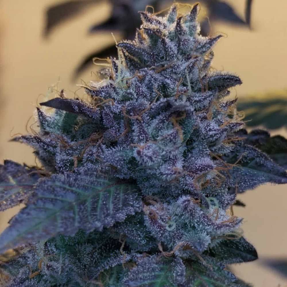 Raspberry Z + Papajadawg (Promo) - 420GEEKS