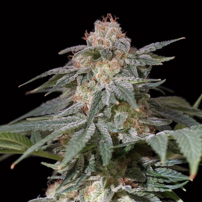 Lemon Tree FAST - 420GEEKS