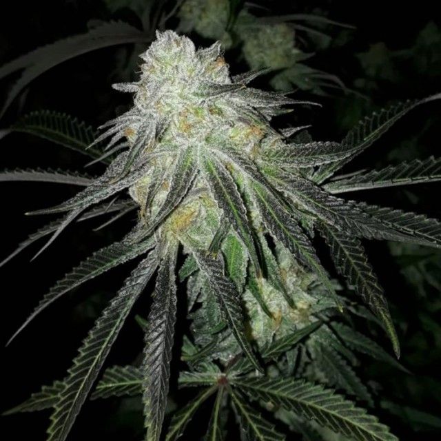 Lots of Zkittlez - 420GEEKS