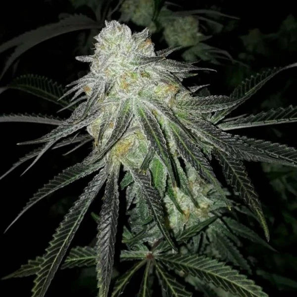 Lots of Zkittlez - 420GEEKS