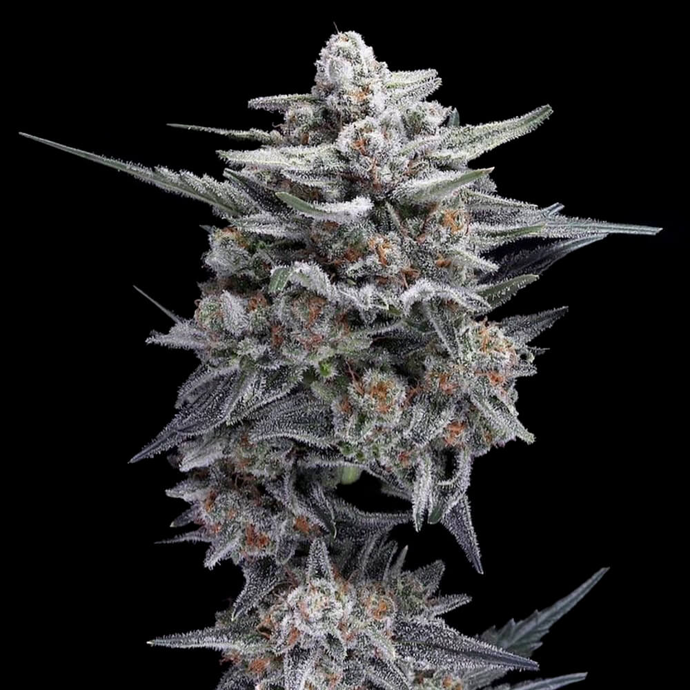 HG23 AKA Michael Jordan - 420GEEKS