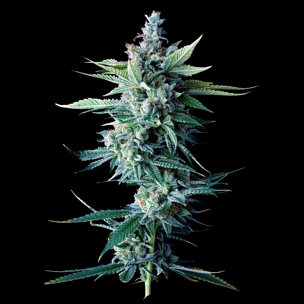 Miss DNA - 420GEEKS