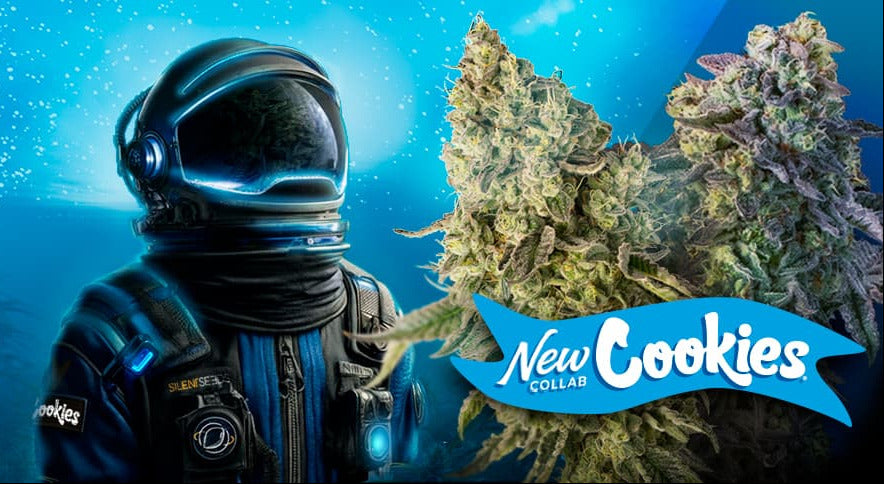 New Cookies Silent Seeds