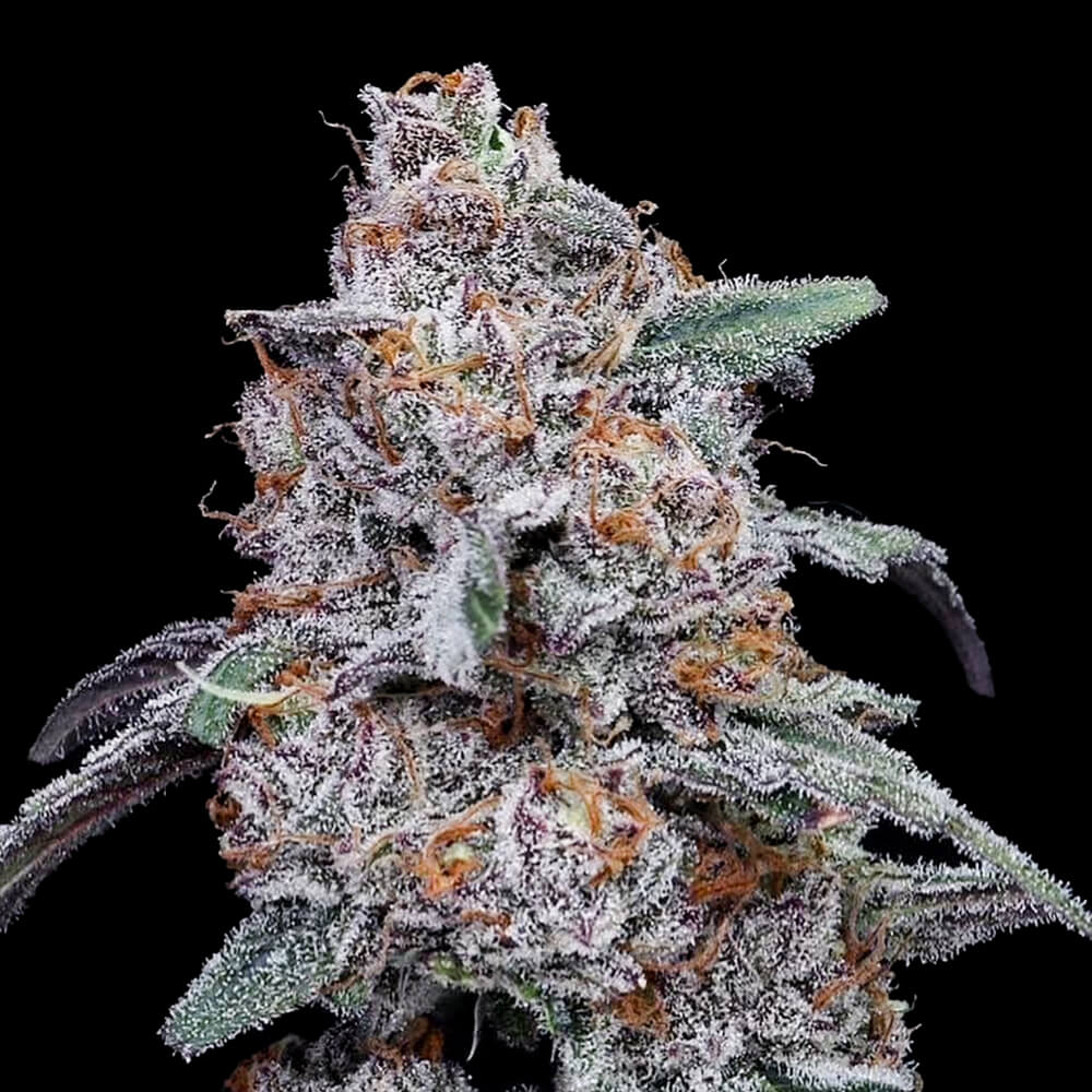 Auto Purple People Eater - 420GEEKS