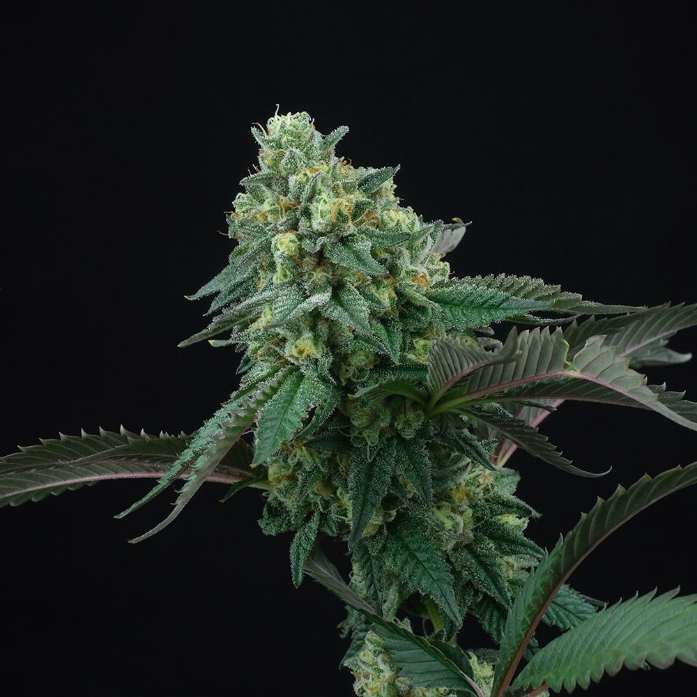 Pink Gasoline + LH2P (Promo) - 420GEEKS