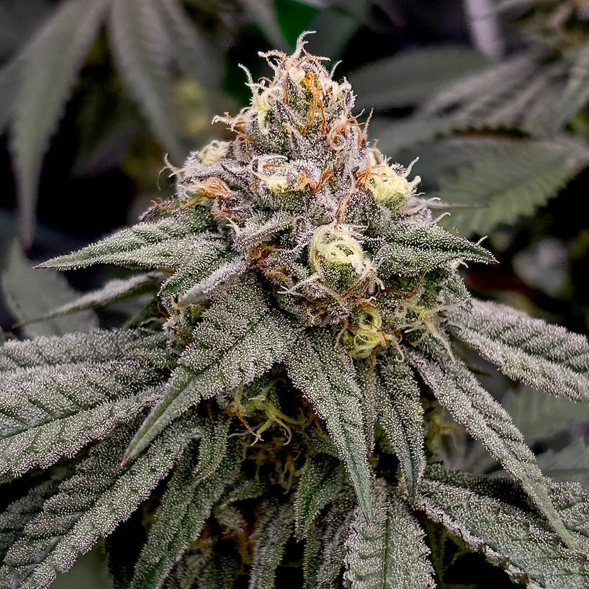 Studio 54 - 420GEEKS