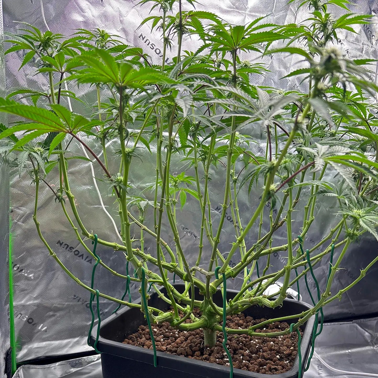 Studio 54 - 420GEEKS