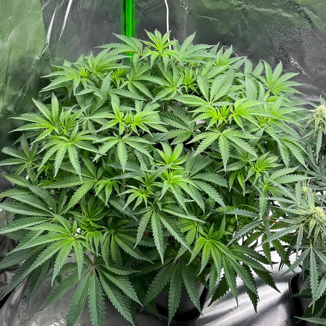 Studio 54 - 420GEEKS