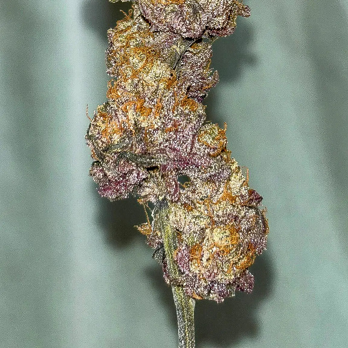 Studio 54 - 420GEEKS