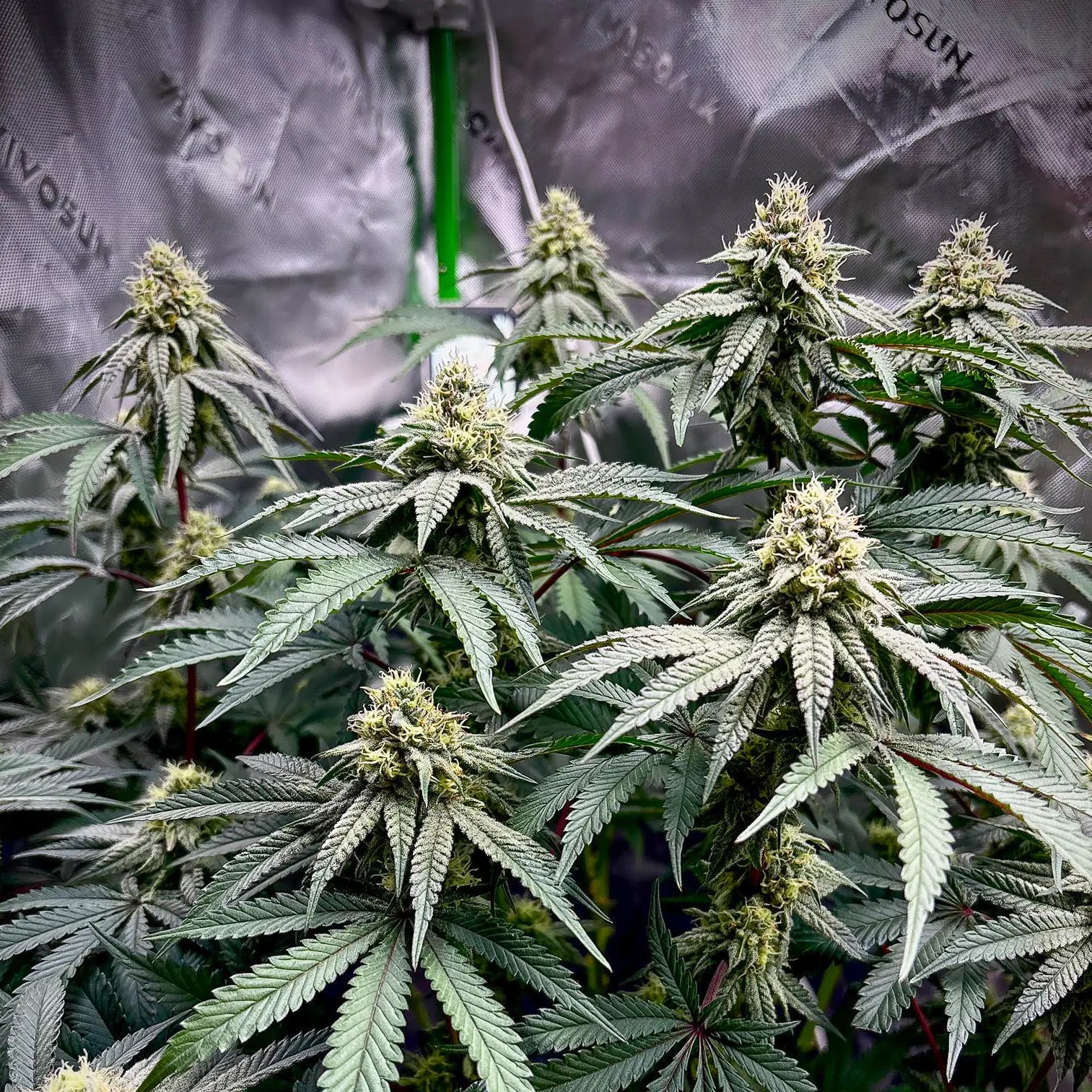 Studio 54 - 420GEEKS