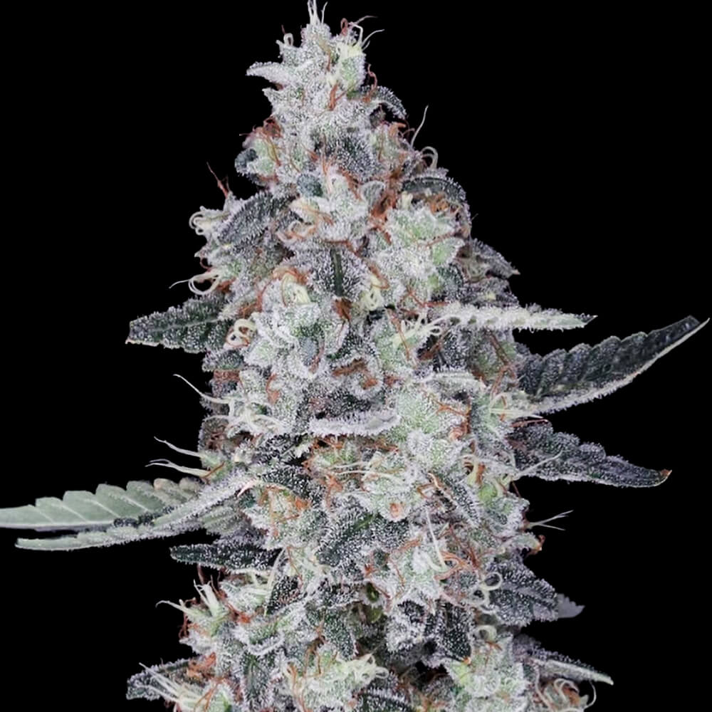 Auto Patrick Swayze - 420GEEKS