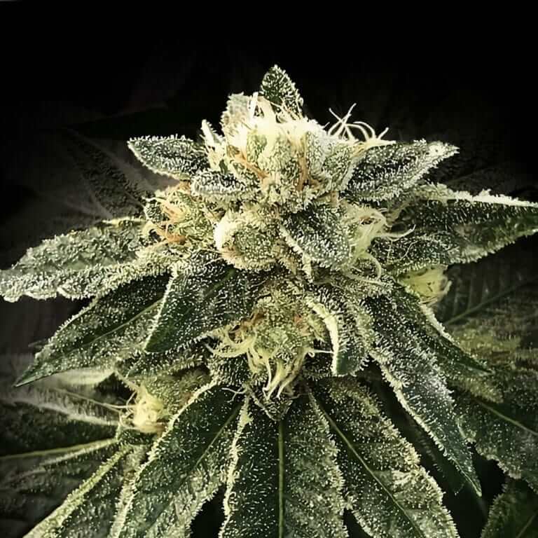White Chocolope - 420GEEKS