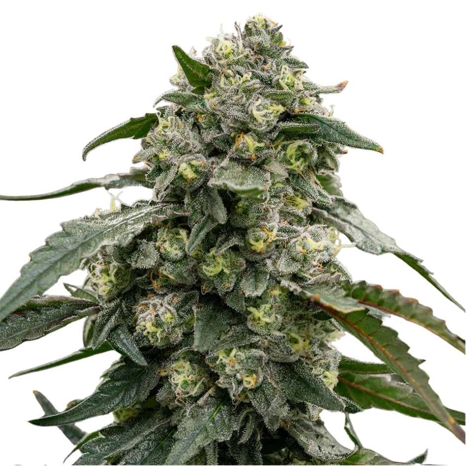 Der Seed of the Week mit 30% Rabatt
