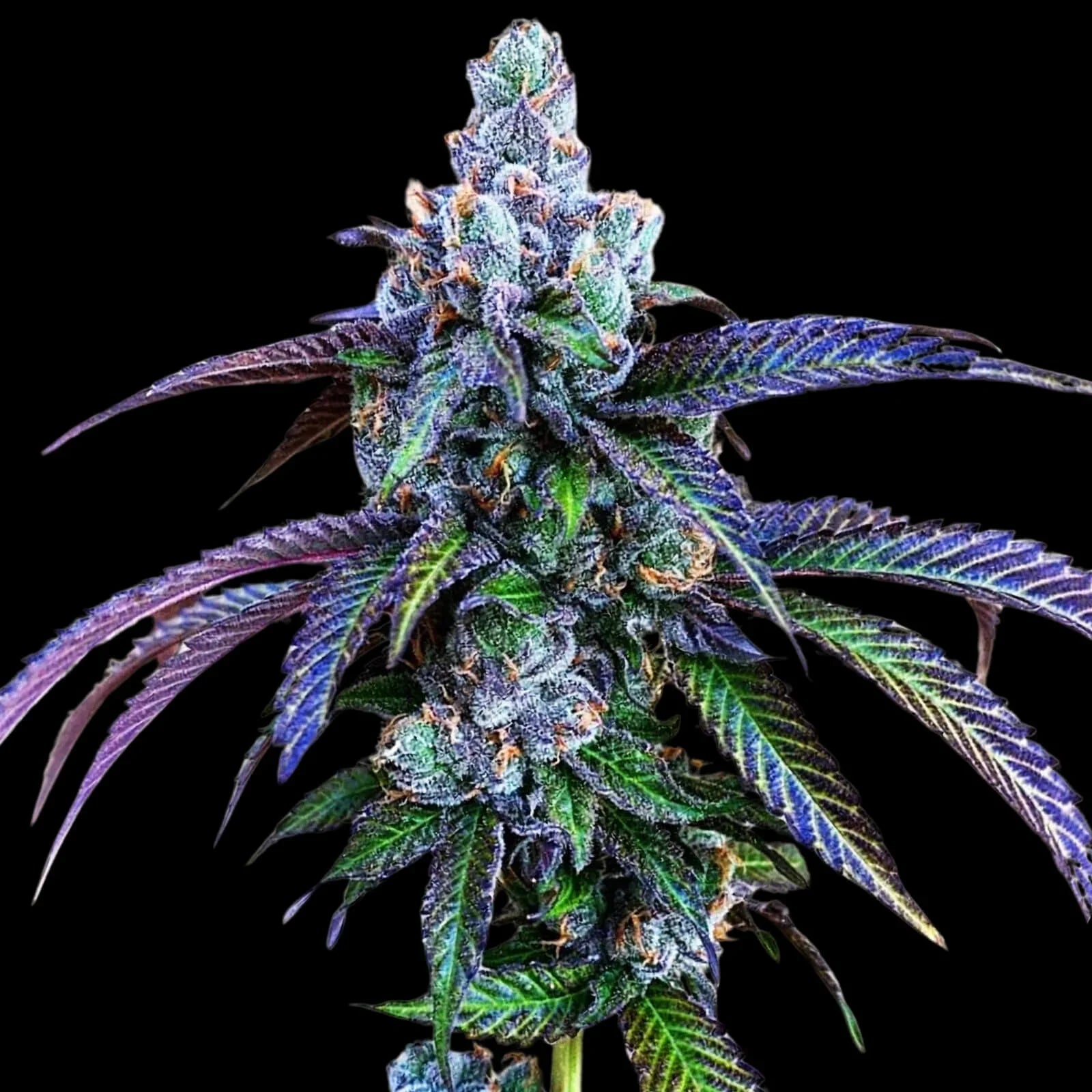 Der Seed der Woche mit 30% Rabatt