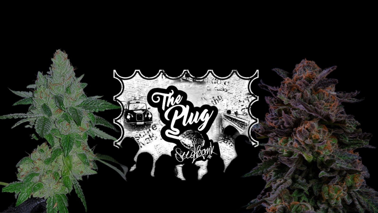 The Plug