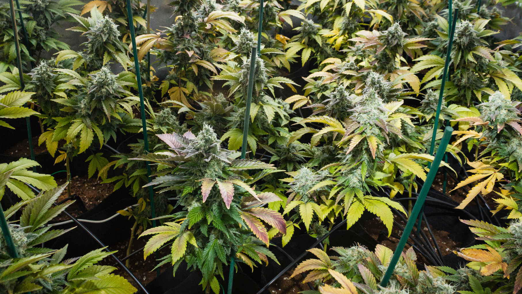 Indoor