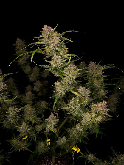 Guava Auto - 420GEEKS