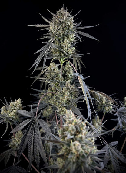 Pound Cake Auto - 420GEEKS