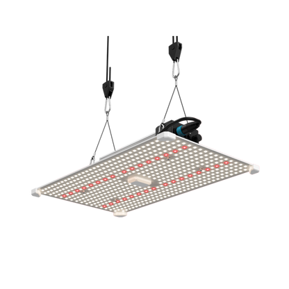 LUMii Black Blade LED