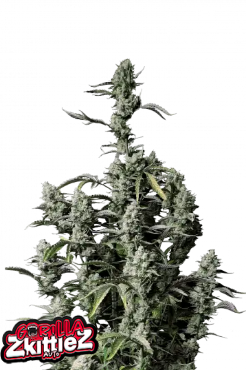 Gorilla Zkittlez Auto - 420GEEKS