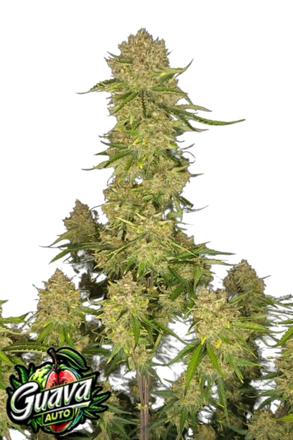 Guava Auto - 420GEEKS
