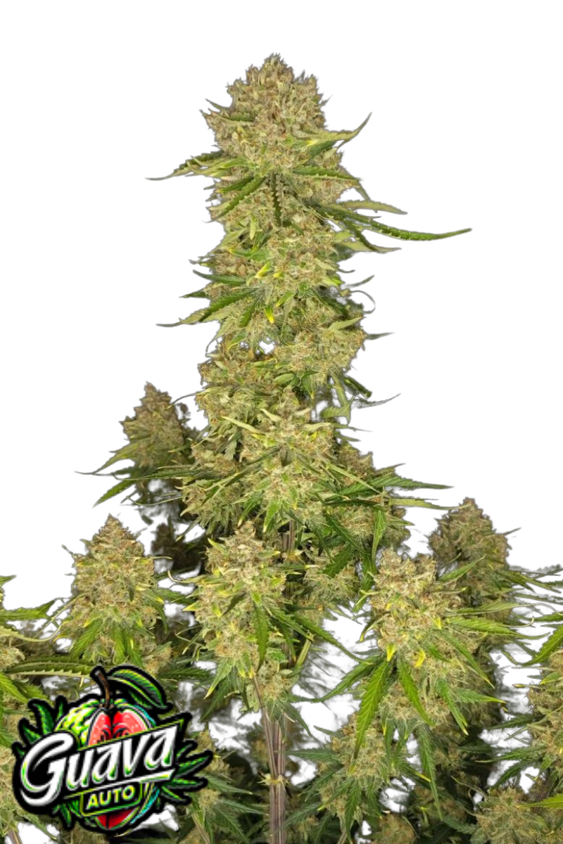 Guava Auto - 420GEEKS