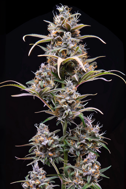 Auto Gelato 33