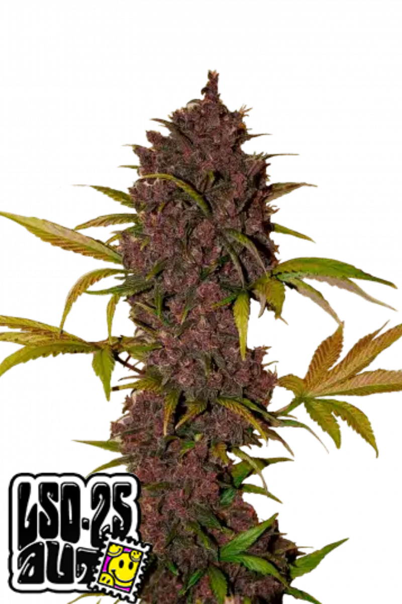 LSD-25 Auto - 420GEEKS