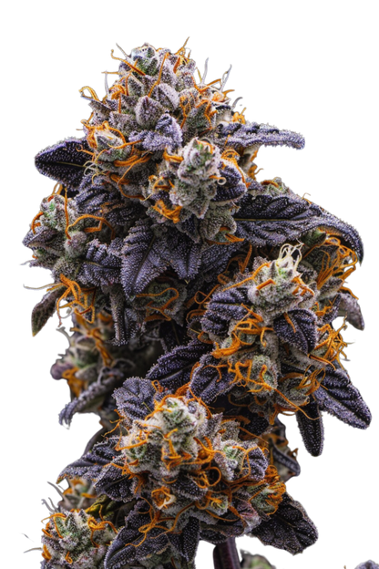 Gelato 33