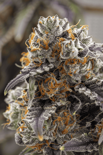 Gelato 33 - 420GEEKS