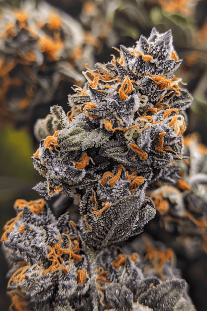 Gelato 33 - 420GEEKS