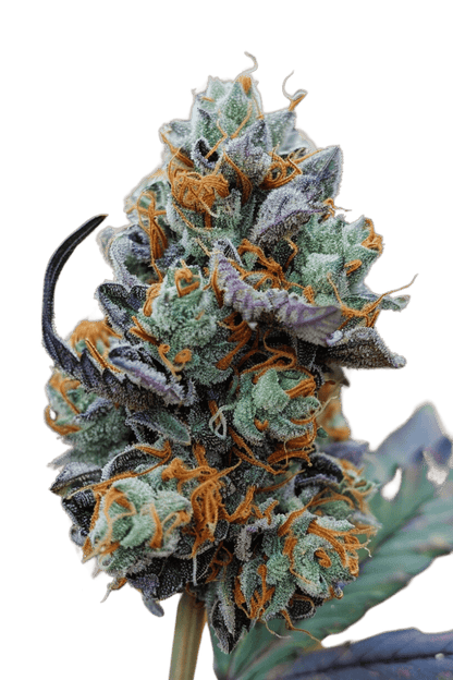 Rainbow Chip 