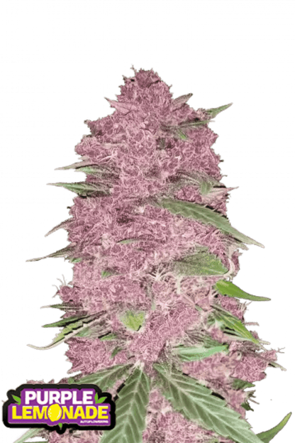 Purple Lemonade Auto - 420GEEKS