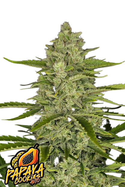 Papaya Cookies Auto - 420GEEKS