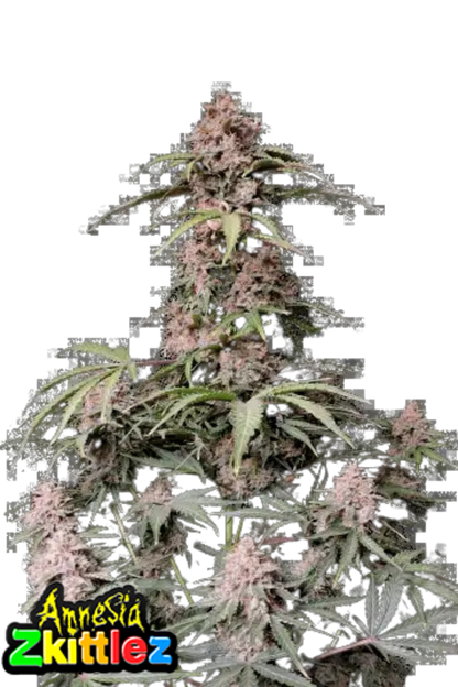 Amnesia Zkittlez Auto - 420GEEKS
