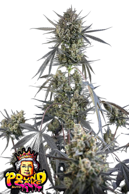 Pound Cake Auto - 420GEEKS