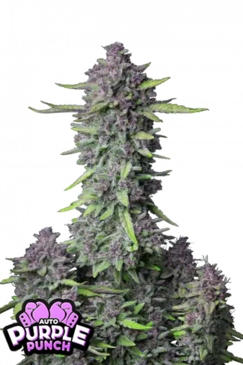Purple Punch Auto - 420GEEKS