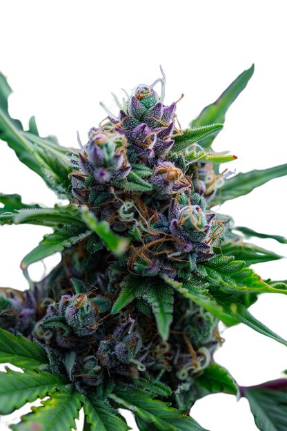 Tropicana Cookies 