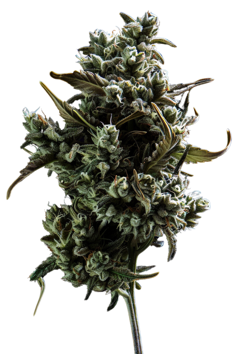 Alien Widow
