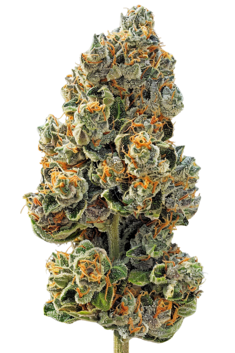 Sunset Sherbet 